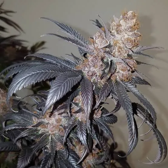 Mendo Purps