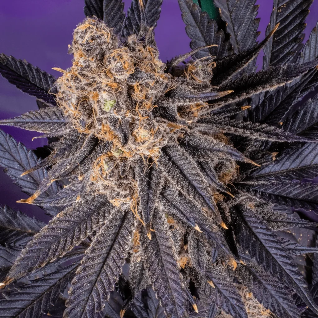 Mimosa
