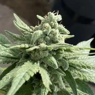 Molokai Frost