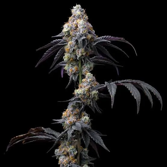 Rainbow Sherbet