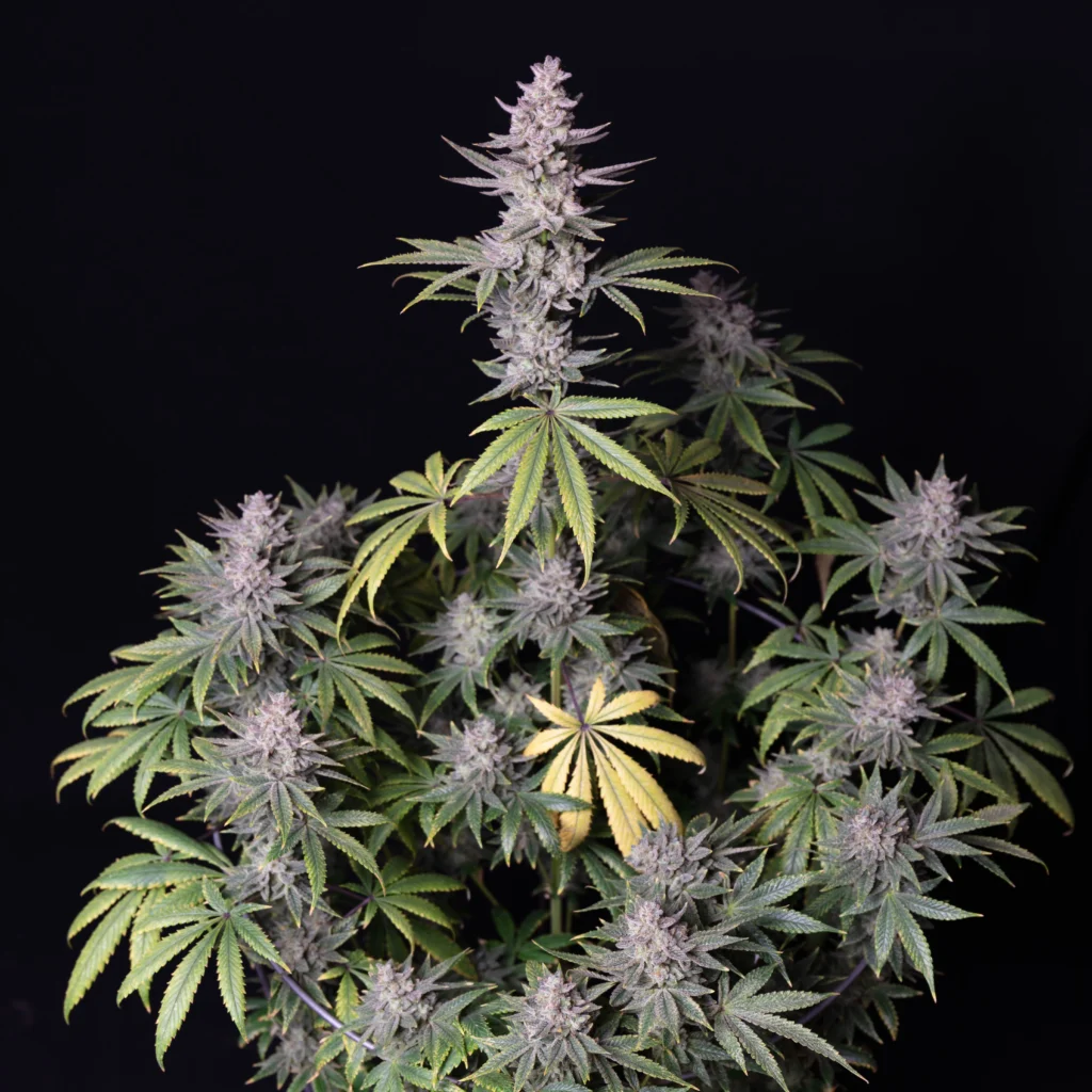 Romulan