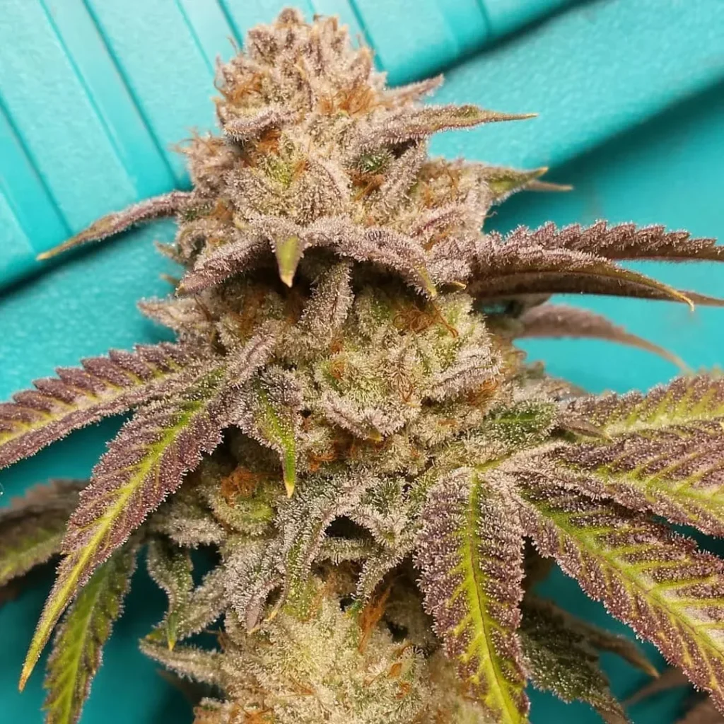 SFV OG