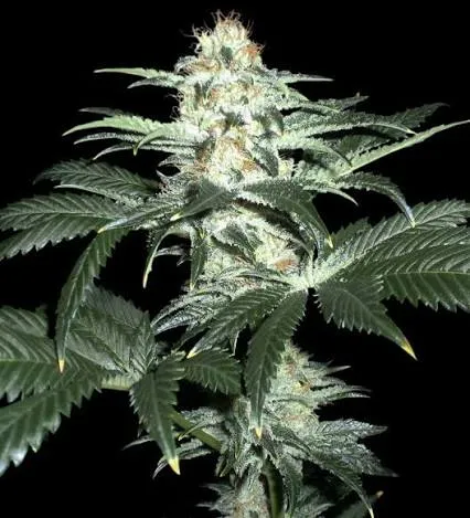 Sensi Star