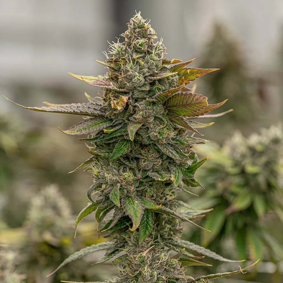 Skywalker OG