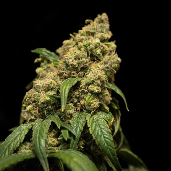 Sour Dubb
