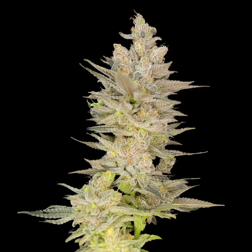 Strawberry Cough