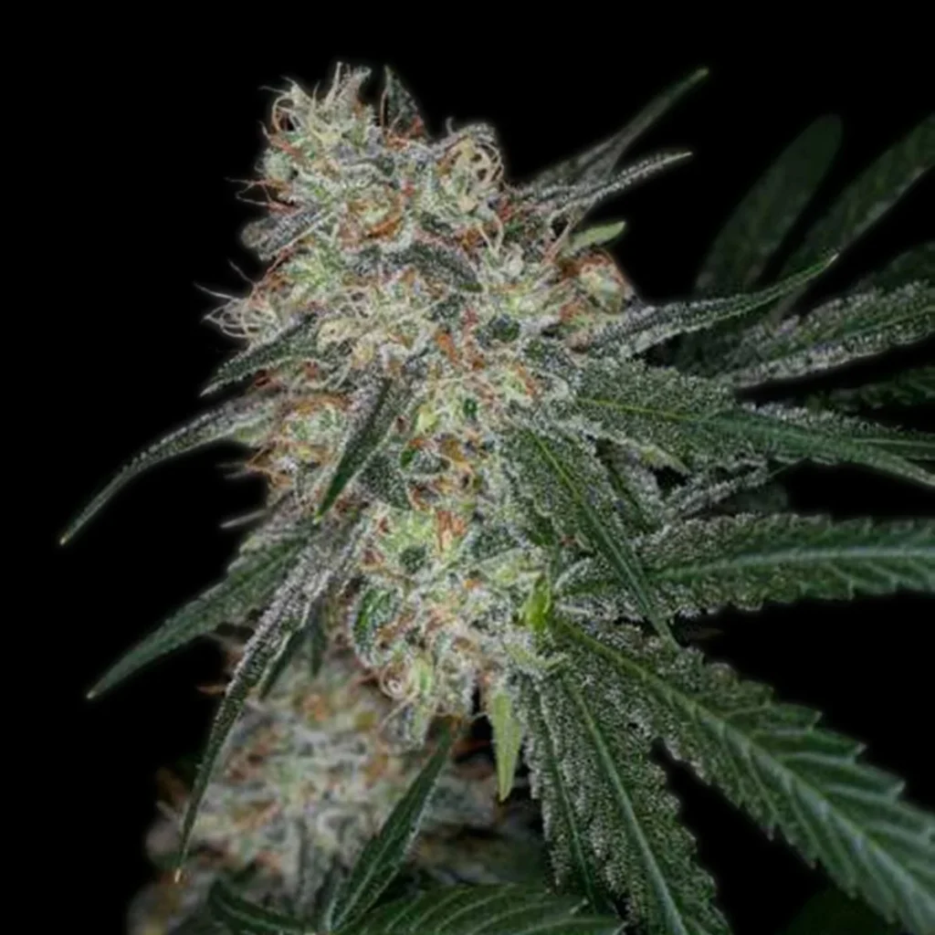 Super Sour Diesel