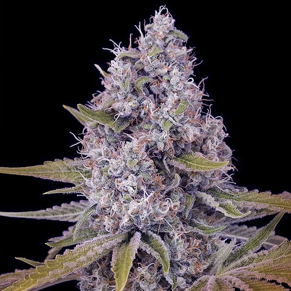 Tahoe OG