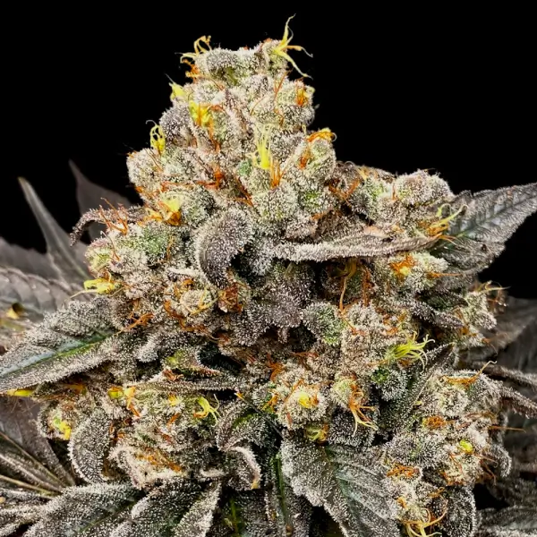 Zkittlez / The Original Z
