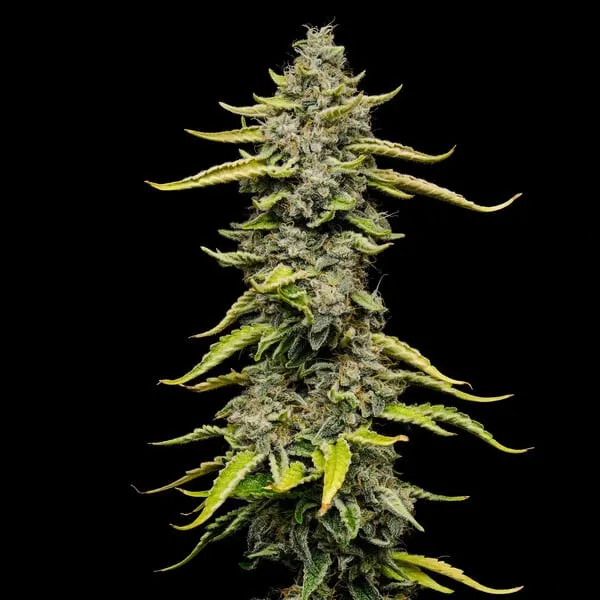 Blue Cheese