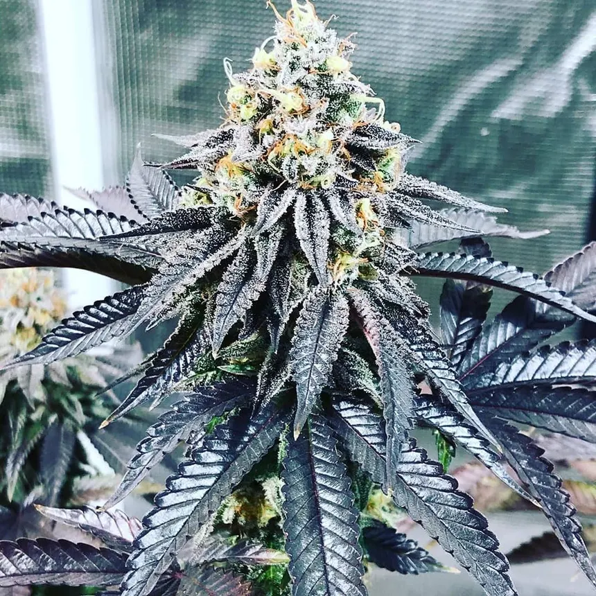 Bubba Kush