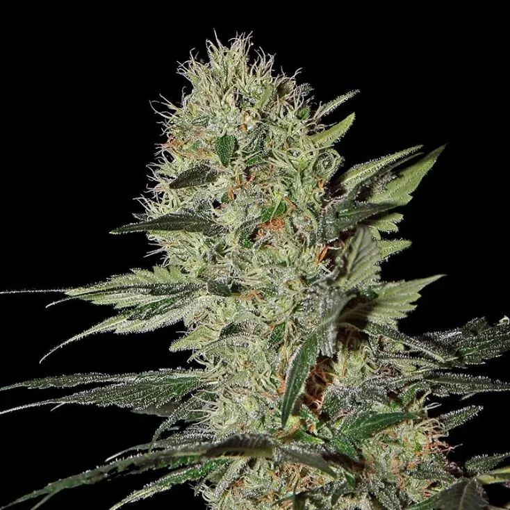 Cheese / Exodus Cheese