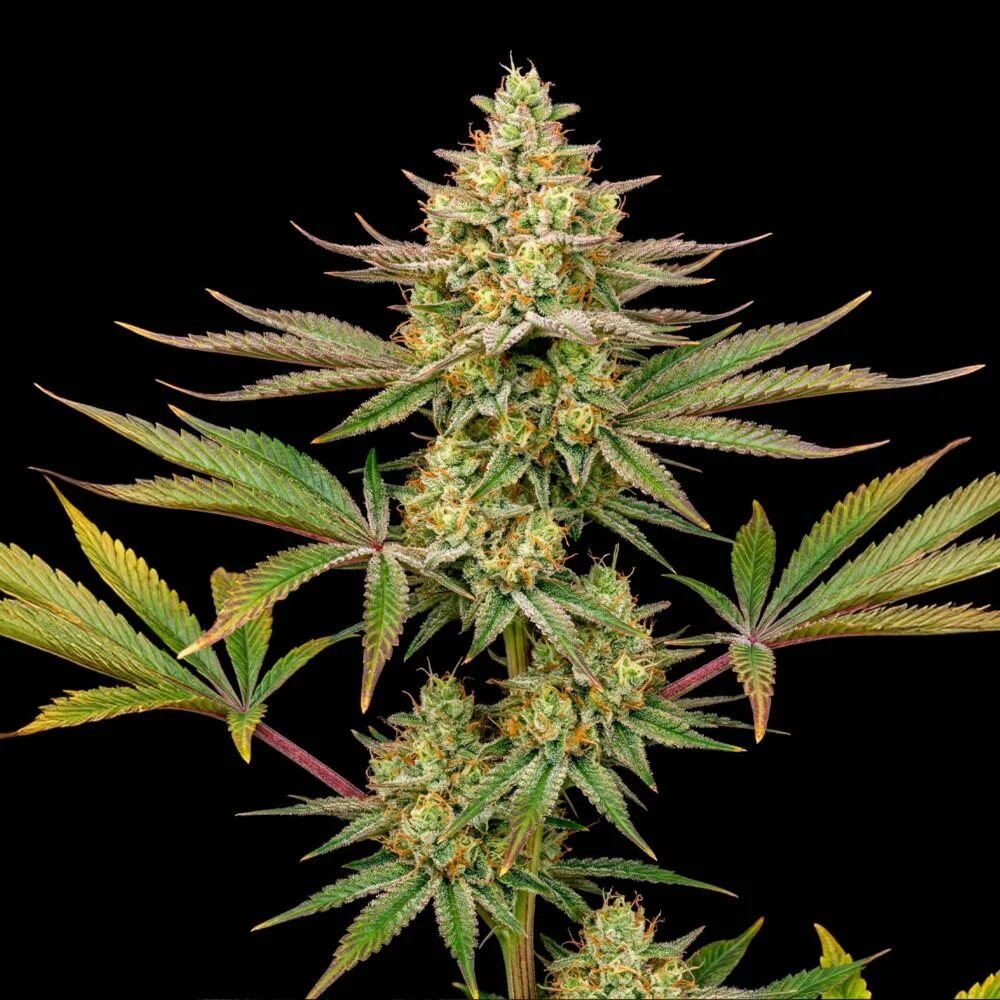 Green Crack