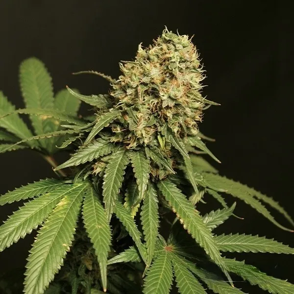 Tropicana Cookies