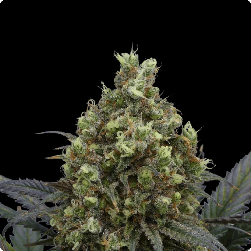 Bruma Norte de Oracle Seeds